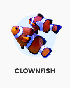 Orange Clownfish. Saltwater fish, find clownfish for sale. Shop healthy colourful Nemo fish online.