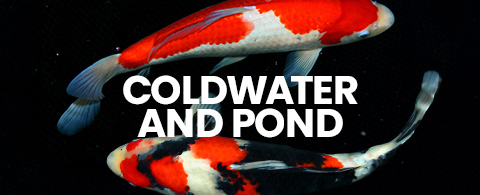 Two koi fish swimming with the text "Coldwater and Pond". Shop livestock suitable for garden ponds and coldwater aquariums.