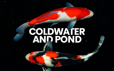 Two koi fish swimming with the text "Coldwater and Pond". Shop livestock suitable for garden ponds and coldwater aquariums.