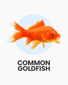 Red Goldfish icon, text 'Common Goldfish'. Shop aquatic livestock for coldwater garden pond. Live Goldfish online.