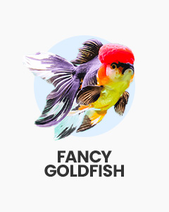 Giant Super Jelly Head Black Oranda Goldfish icon, text 'FANCY GOLDFISH'. Buy goldfish varieties for freshwater aquarium.