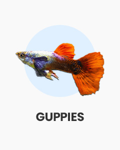 Guppies, colourful livebearers, great for small aquariums, buy fish online from Swell UK