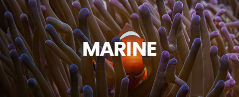 Clownfish in vibrant reef, text 'MARINE' livestock. Click to buy live saltwater fish for aquariums online.