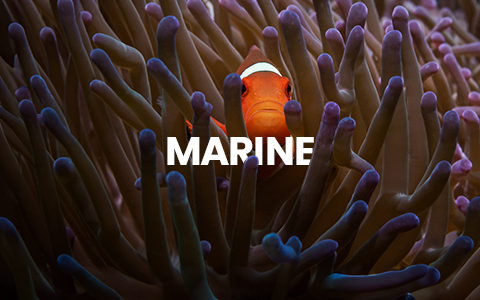Clownfish in vibrant reef, text 'MARINE' livestock. Click to buy live saltwater fish for aquariums online.