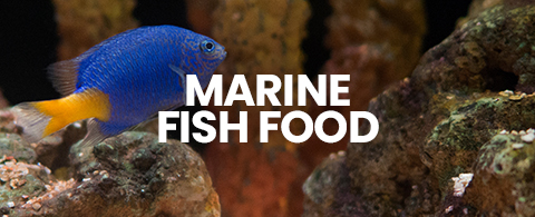 Shop Marine fish food. Pellets, flakes, frozen fish food, Ocean Nutrition and more for healthy fish.