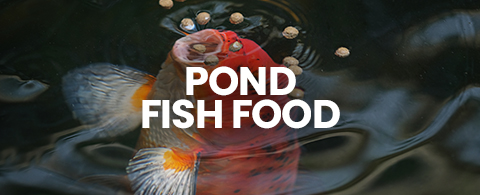 Shop pond fish food. Koi fish food, Tetra Pond Sticks, NT Labs Medikoi, Nishikoi, Kockney. 