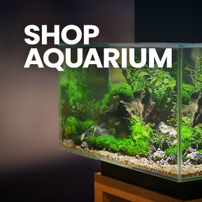 Click to shop freshwater aquarium essentials.