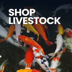 Shop Aquatic Livestock. Click to shop live fish online: pond fish (Koi fish), marine fish, coldwater fish and tropical fish.