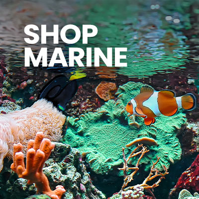 Click to shop saltwater aquarium essentials.