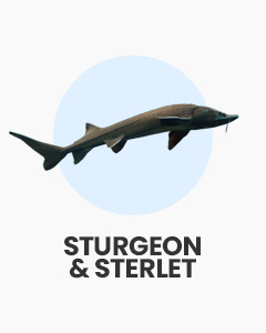 Siberian Sturgeon icon, text 'Sturgeon & Sterlet'. Shop Aquatic Livestock. Click to buy Sturgeon & Sterlet for coldwater pond.