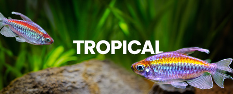 Tropical fish swims, text 'TROPICAL'. Click to buy tropical aquarium live fish online, fast delivery.