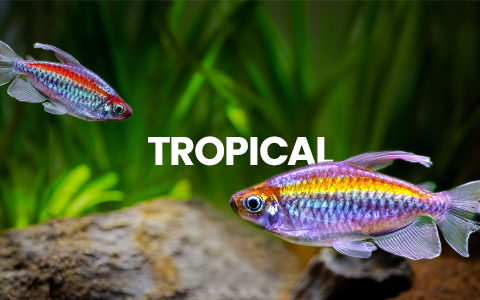 Tropical fish swims, text 'TROPICAL'. Click to buy tropical aquarium live fish online, fast delivery.